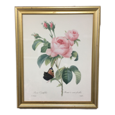 Cadre P.J Redouté Rosa Centifolia