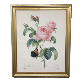 P.J. frame Rosa Centifolia