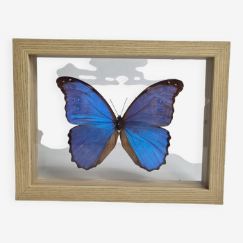 Butterfly "morpho" blue stuffed, under glass, 11 cm