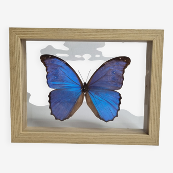 Papillon "morpho" bleu naturalisé, sous verre, 11 cm