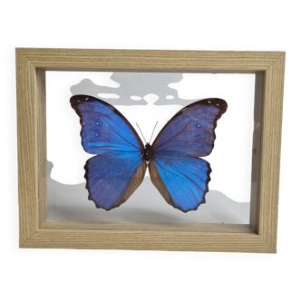 Butterfly "morpho" blue stuffed, under glass, 11 cm