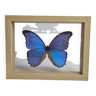 Papillon "morpho" bleu naturalisé, sous verre, 11 cm