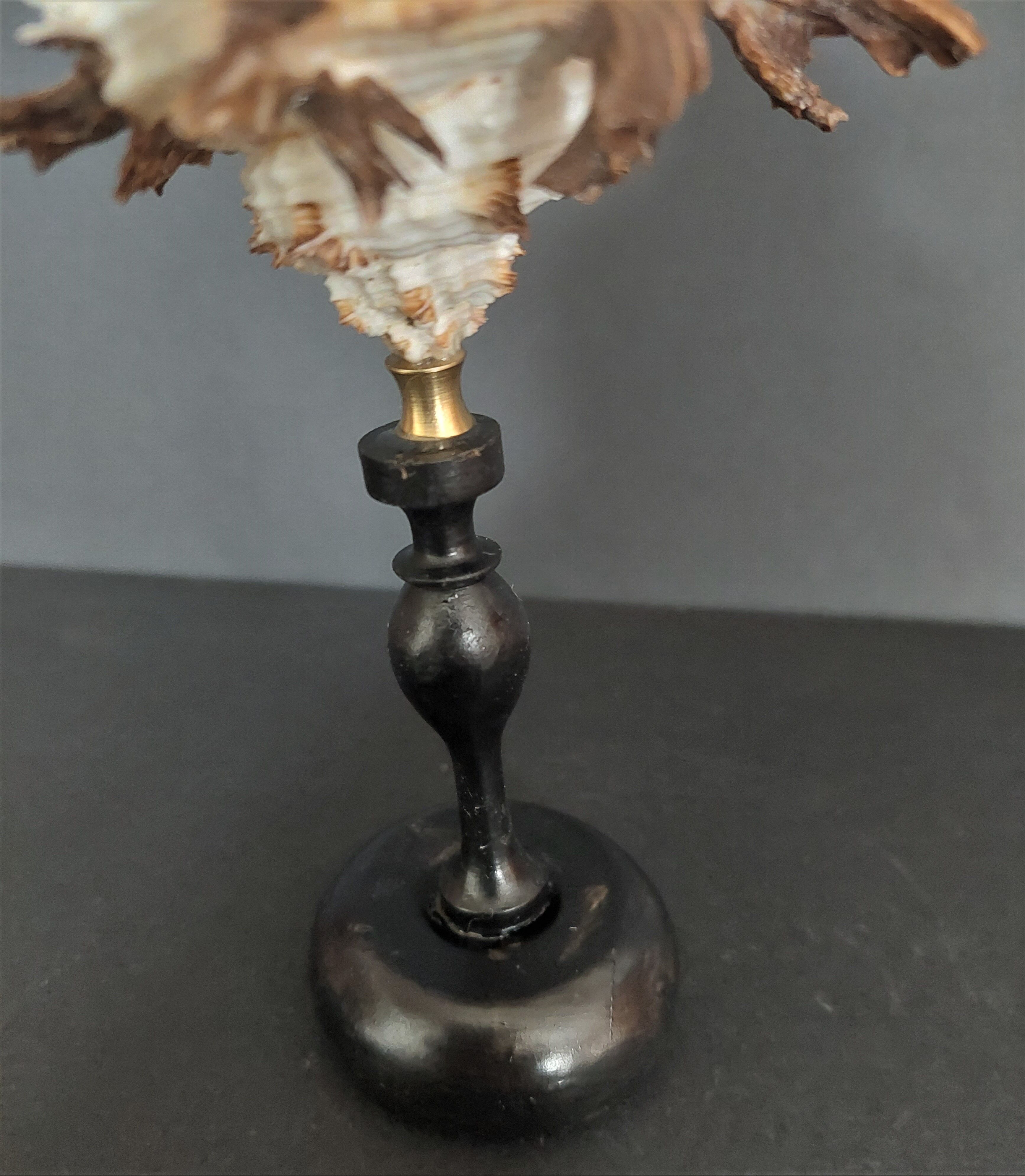 Cabinet of Curiosities shell hexaplex cichoreum on base