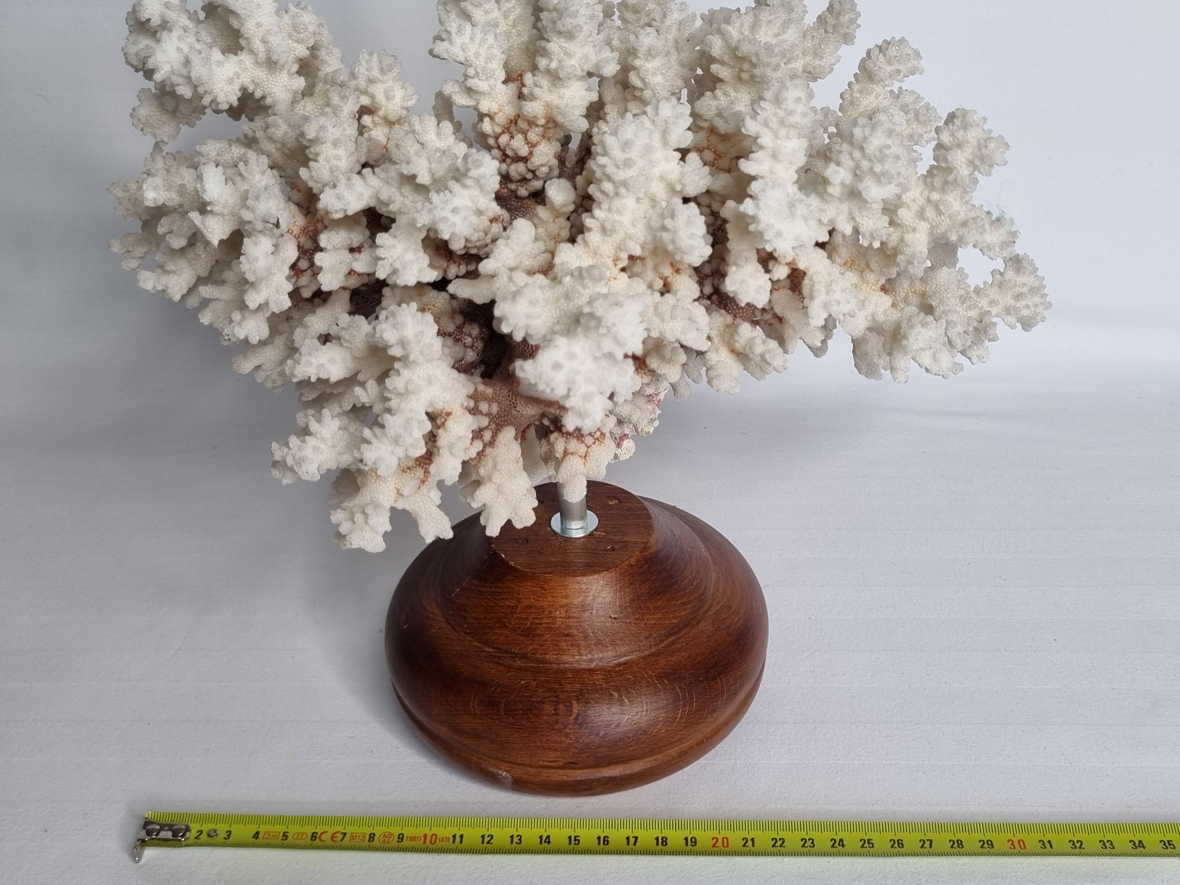 Old white coral in branches on base, 32 cm