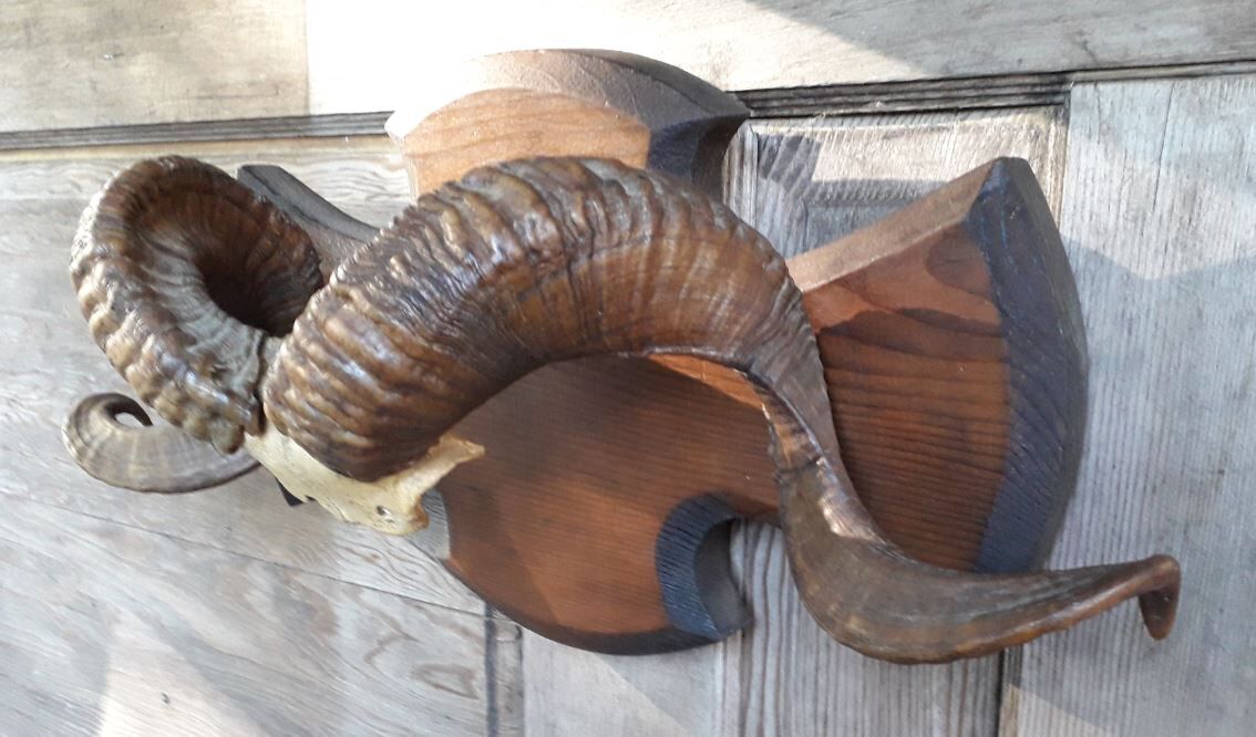 Massacre trophy ram mouflon pedestal wood