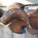 Massacre trophy ram mouflon pedestal wood