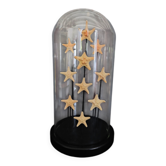 Cabinet de Curiosités globe aux étoiles de mer asterias rubens