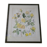 Illustration ancienne encadrée – Roses jaunes – Style botanique – 63x76 cm