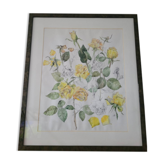 Illustration ancienne encadrée – Roses jaunes – Style botanique – 63x76 cm