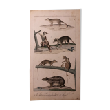 Lithograph late 19th watercolor mammals.