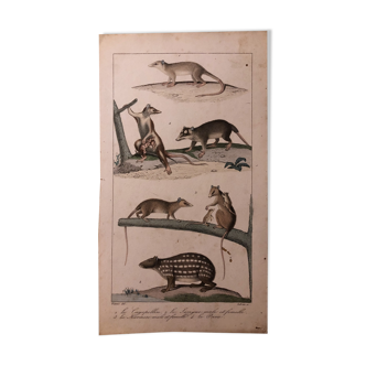 Lithographie fin 19e mammifères aquarellés
