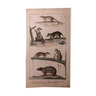 Lithograph late 19th watercolor mammals.