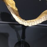 Shark jaw
