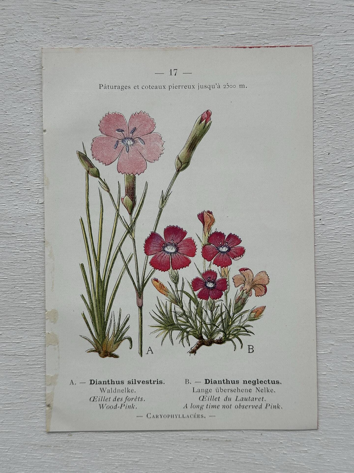 Botanical Plate 1800 Old naturalist engraving 19th century double-sided