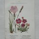 Botanical Plate 1800 Old naturalist engraving 19th century double-sided