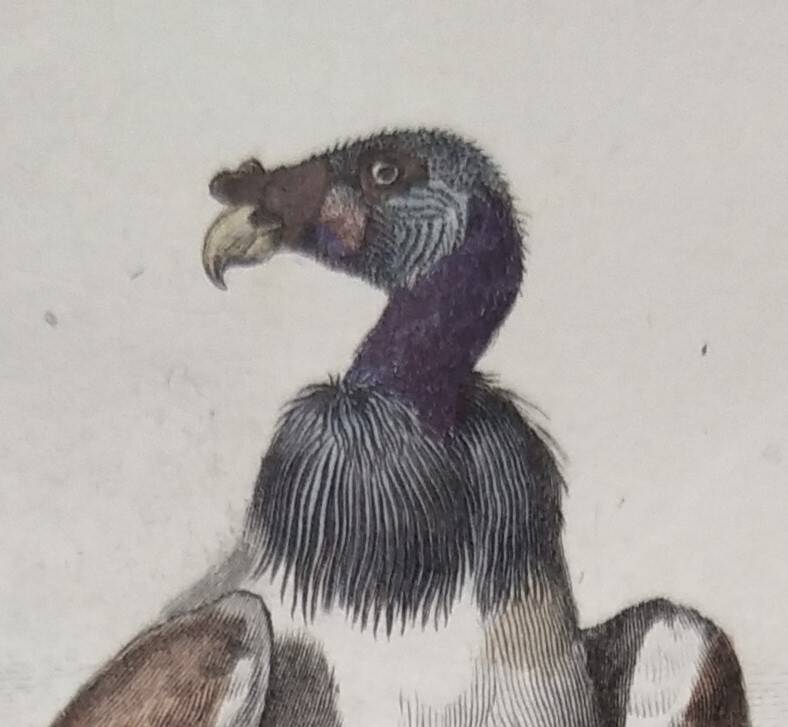Ornithological Plate Buffon 1840 "Griffon Vulture & Royal Vulture"