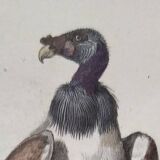 Planche Ornithologique Buffon 1840 "Vautour Fauve & Vautour Royal"