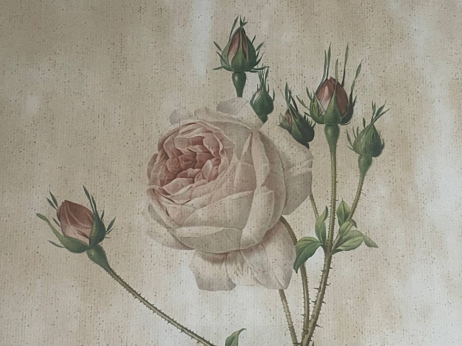 Pair of pink framed reproductions of PJ Redouté