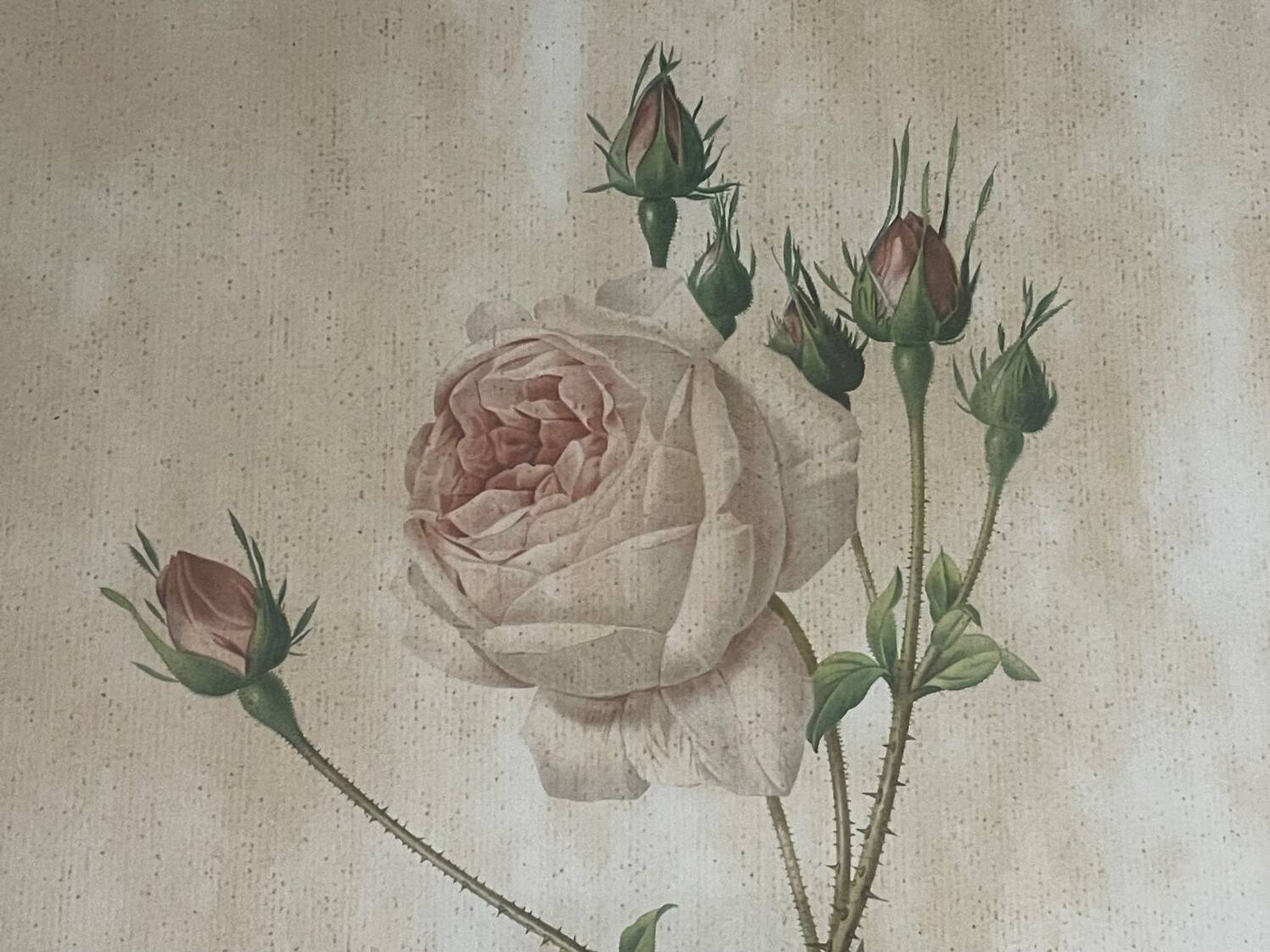 Pair of pink framed reproductions of PJ Redouté