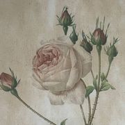 Pair of pink framed reproductions of PJ Redouté