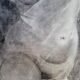 Drawing charcoal study nude femini statue 64x48cm