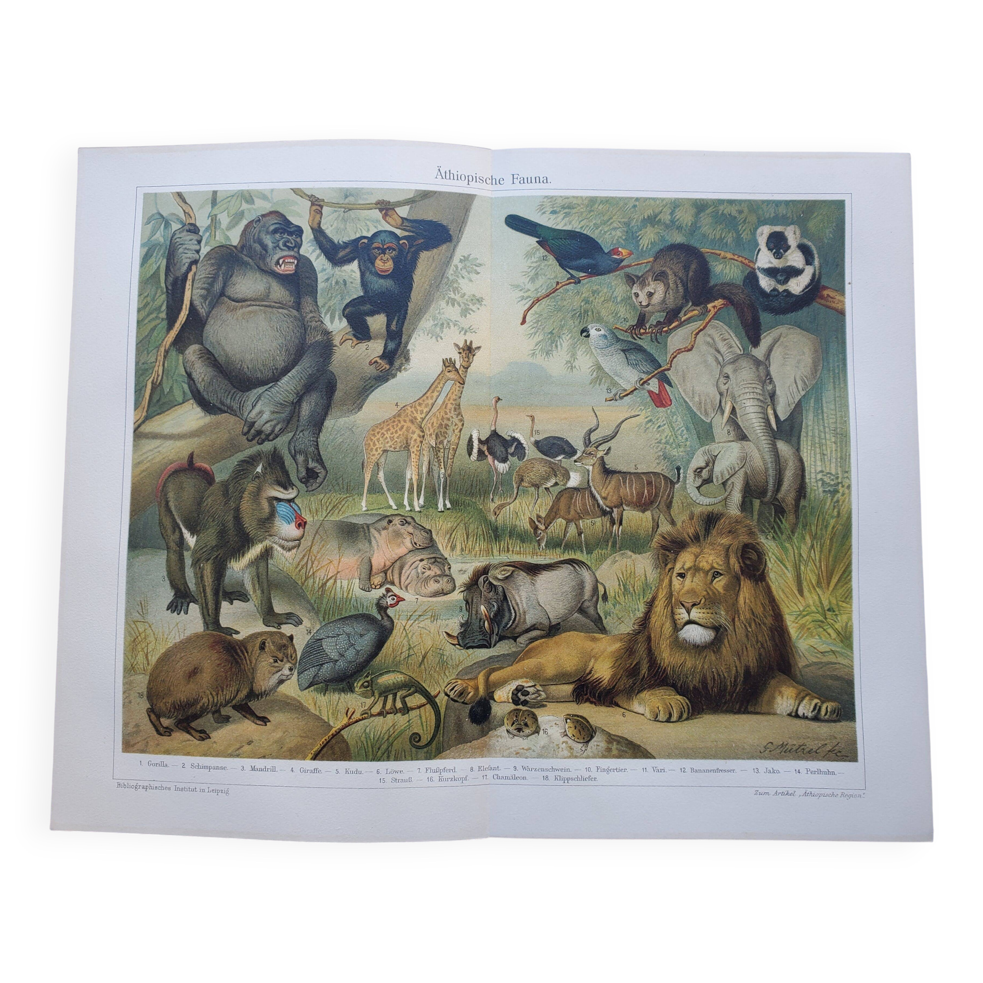 Antique engraving 1909 - Savannah fauna and animals. African lithograph