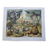 Antique engraving 1909 - Savannah fauna and animals. African lithograph