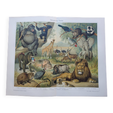 Antique engraving 1909 - Savannah fauna and animals. African lithograph