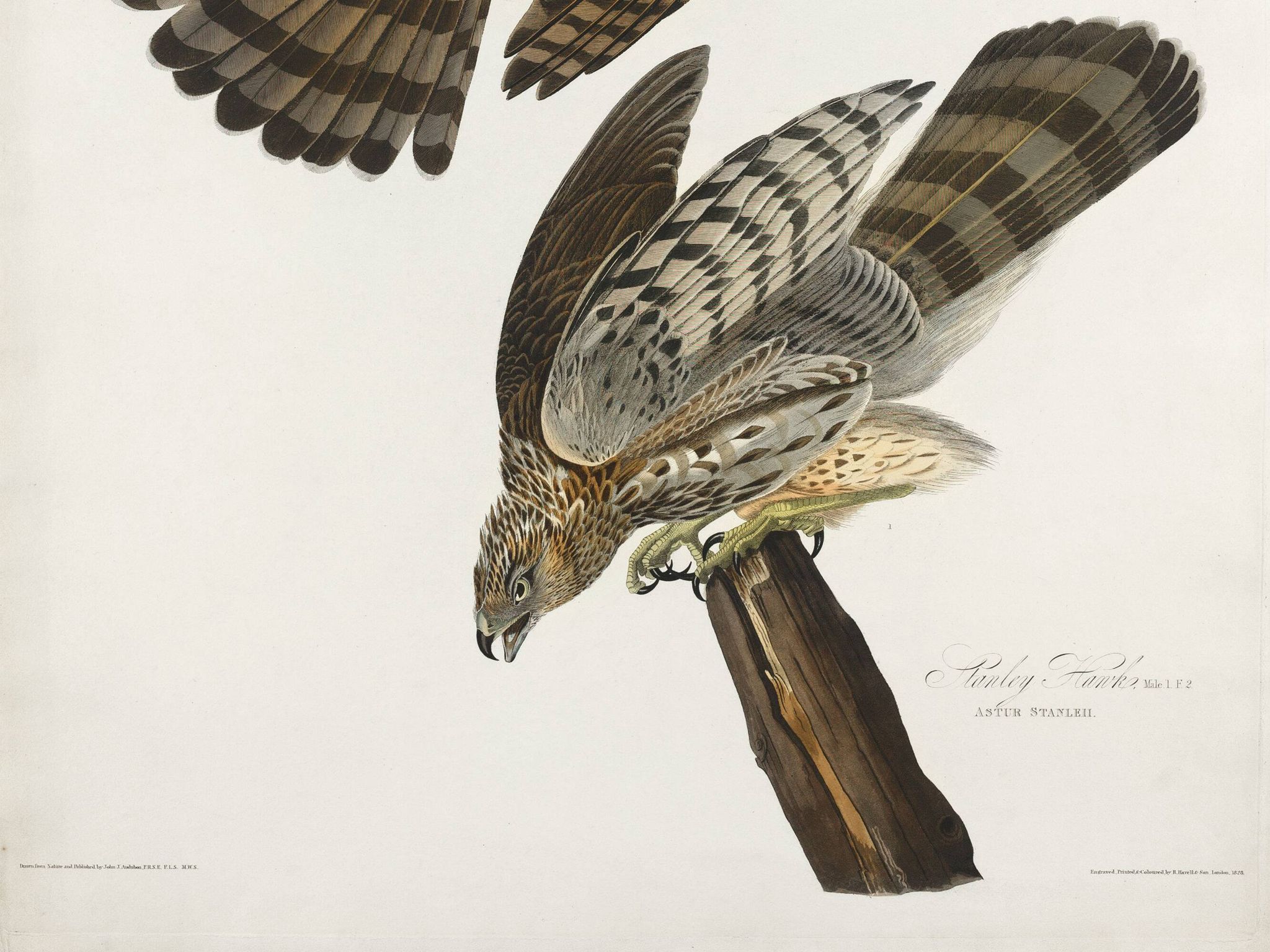 Poster for Cooper's Falcon, based on an old engraving from 1827.