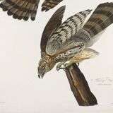 Poster for Cooper's Falcon, based on an old engraving from 1827.