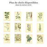 Old illustration 1959 - Fennel - Vintage herbarium illustration