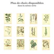 Old illustration 1959 - Fennel - Vintage herbarium illustration