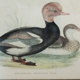 Gravure canard siffleur à tête rouge