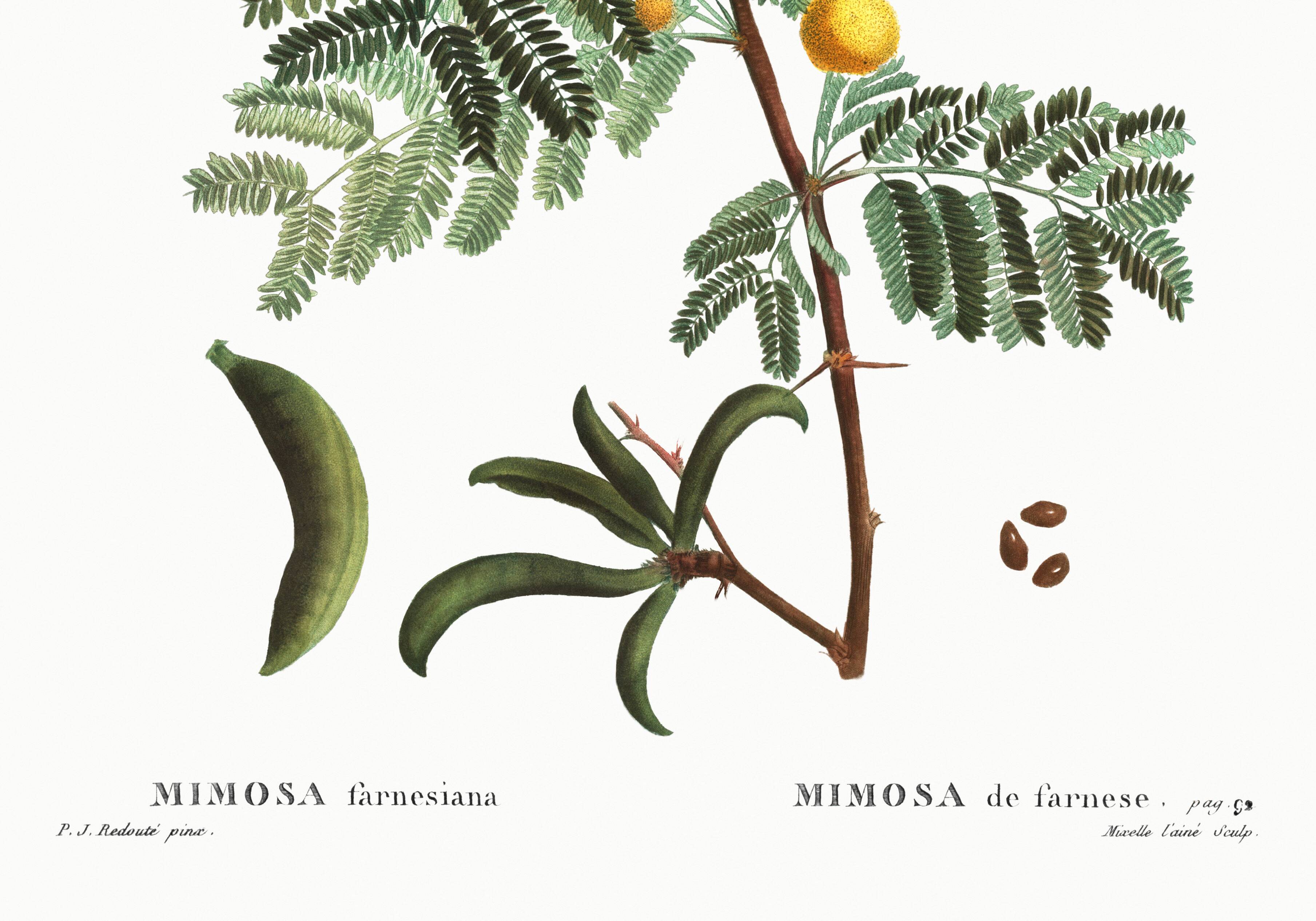Botanical poster about mimosa, after an engraving from 1802