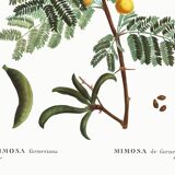 Botanical poster about mimosa, after an engraving from 1802