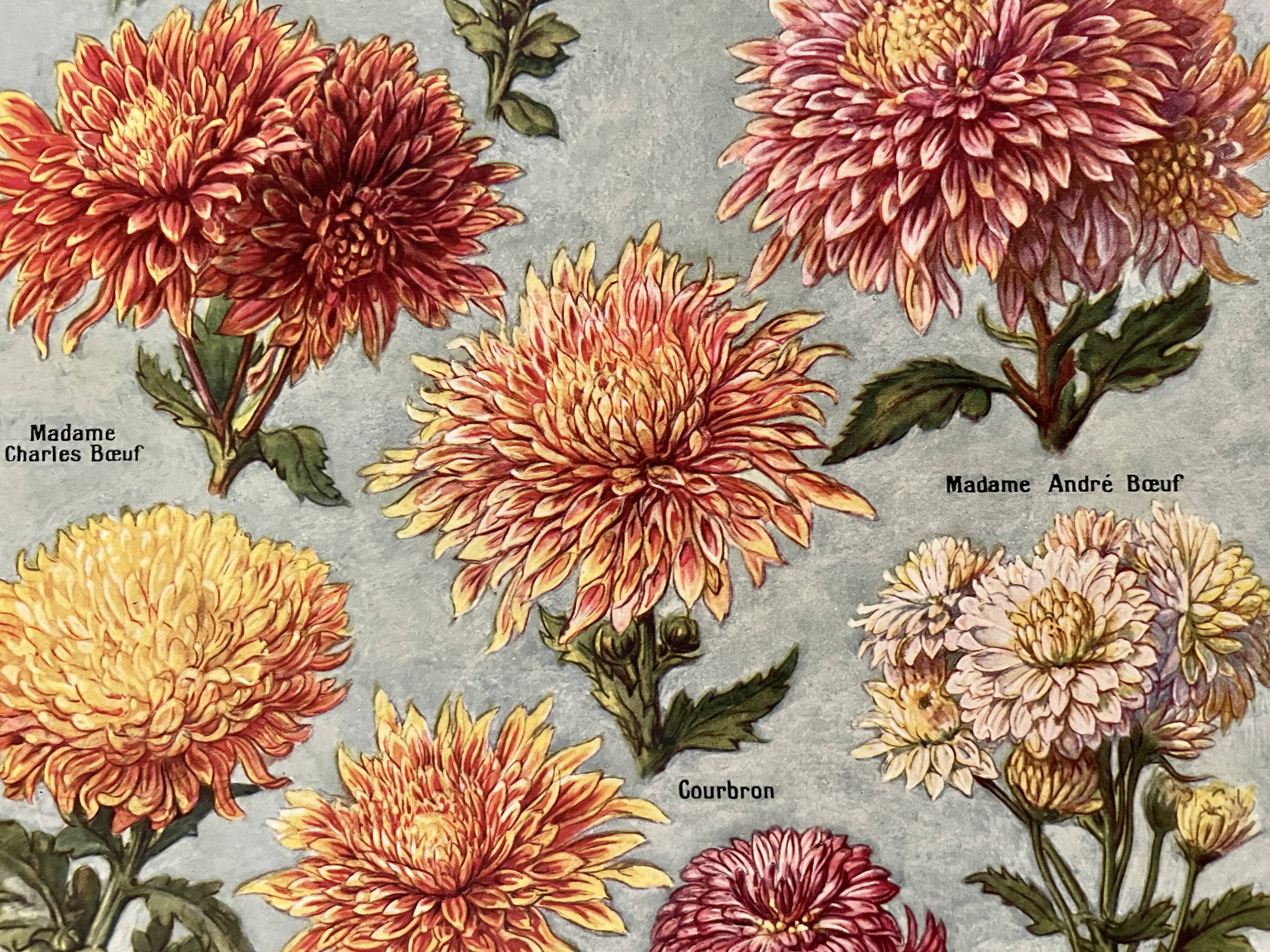 Lithographie sur les fleurs chrysanthèmes - 1920