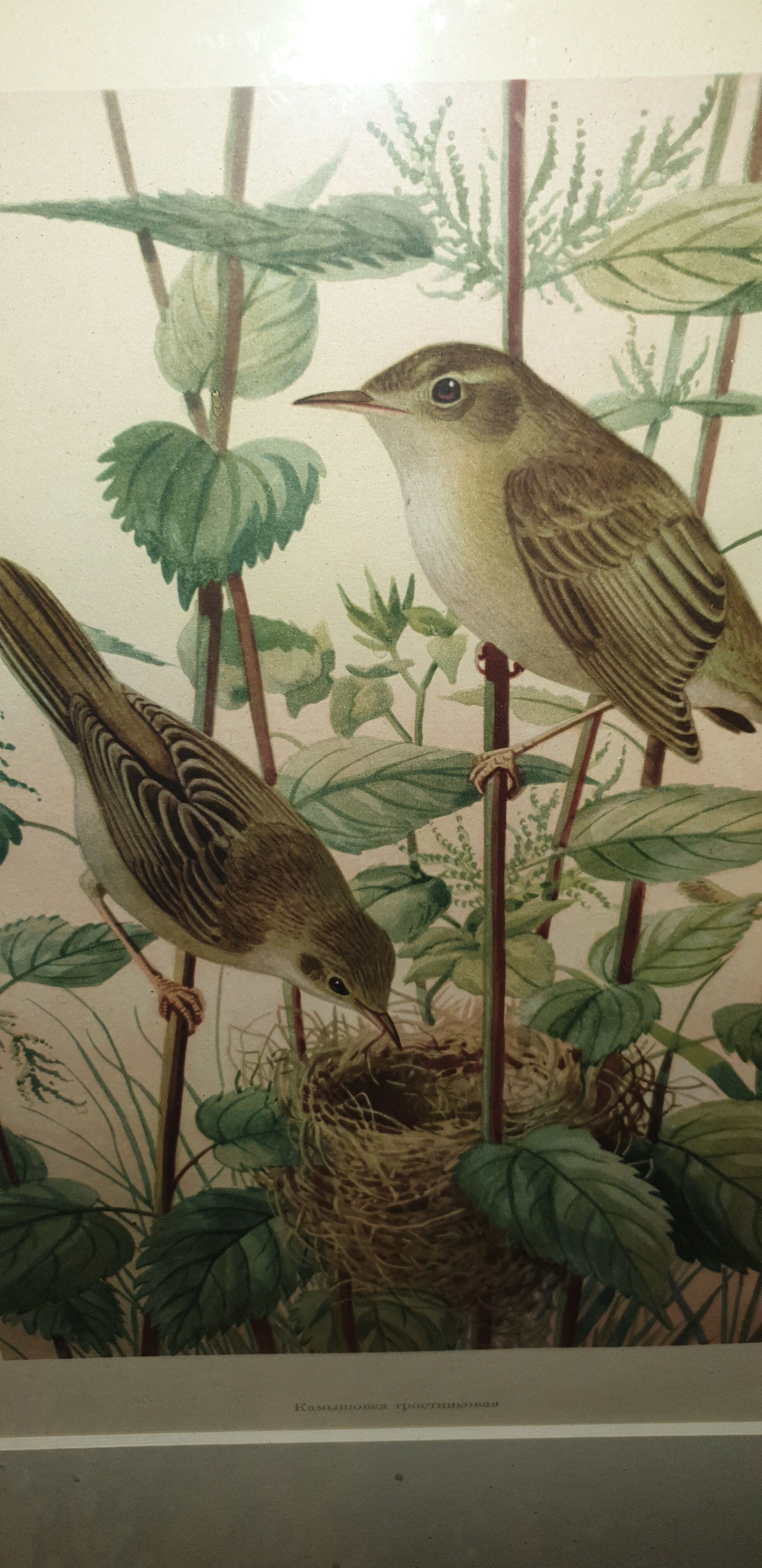 Ornithological engraving