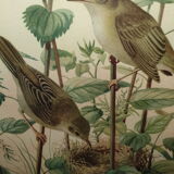 Ornithological engraving