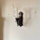 Wrought iron wall light - wall candle holder and glass tulip
