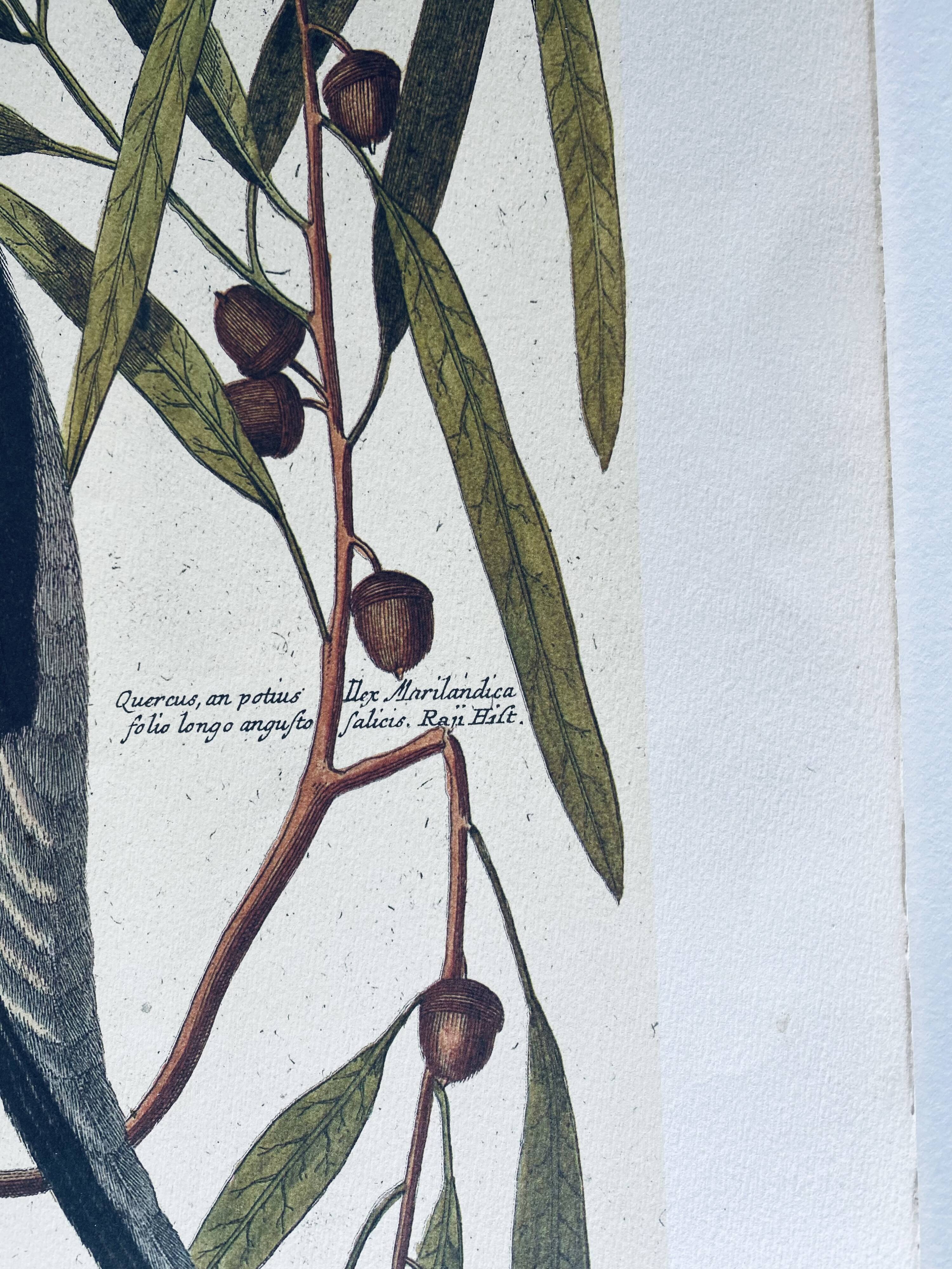 Ancient ornithological engraving, green peak