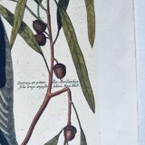 Gravure ornithologique ancienne, pic vert