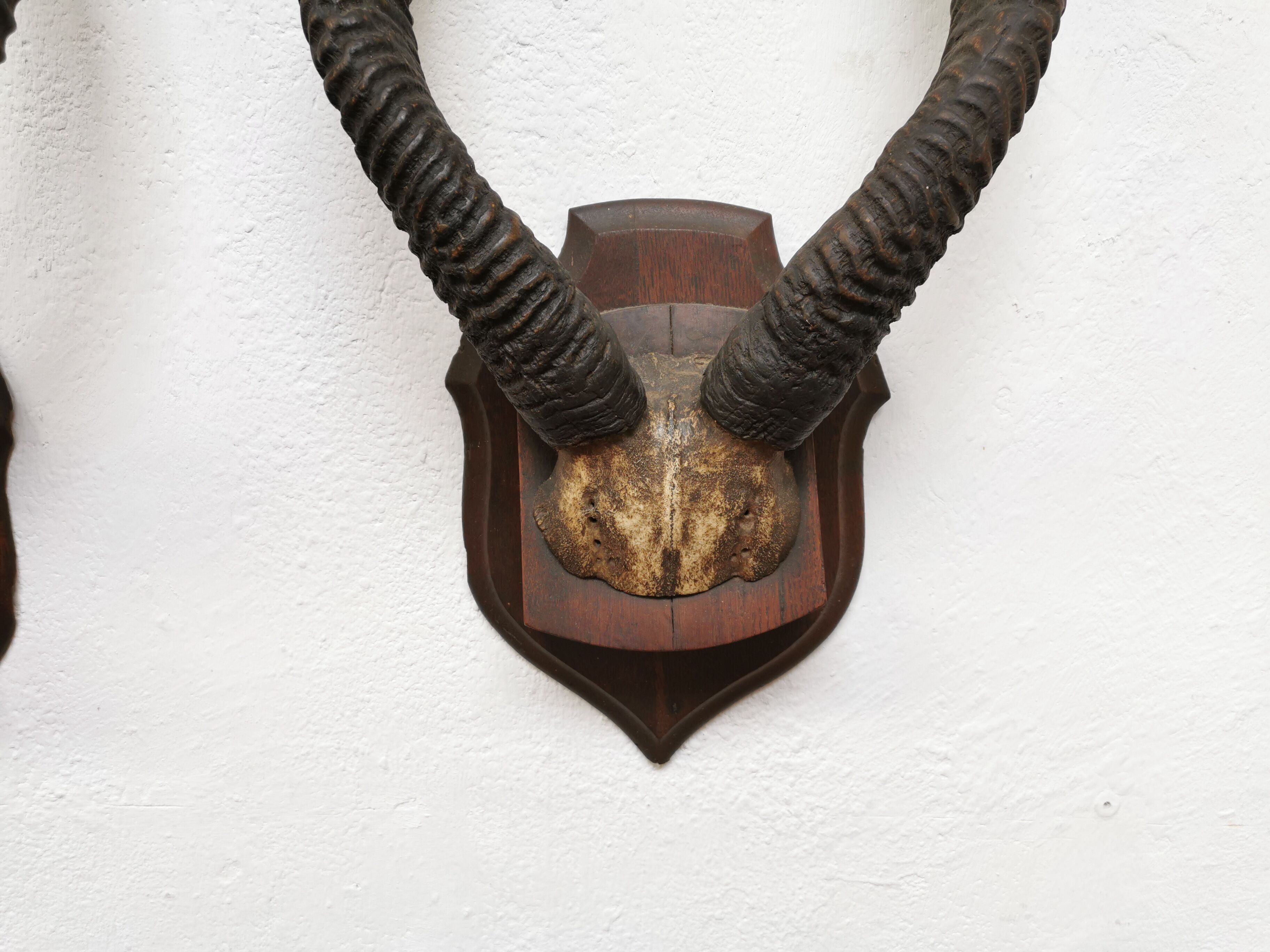 Pair of hunting trophy horn oryx antelope