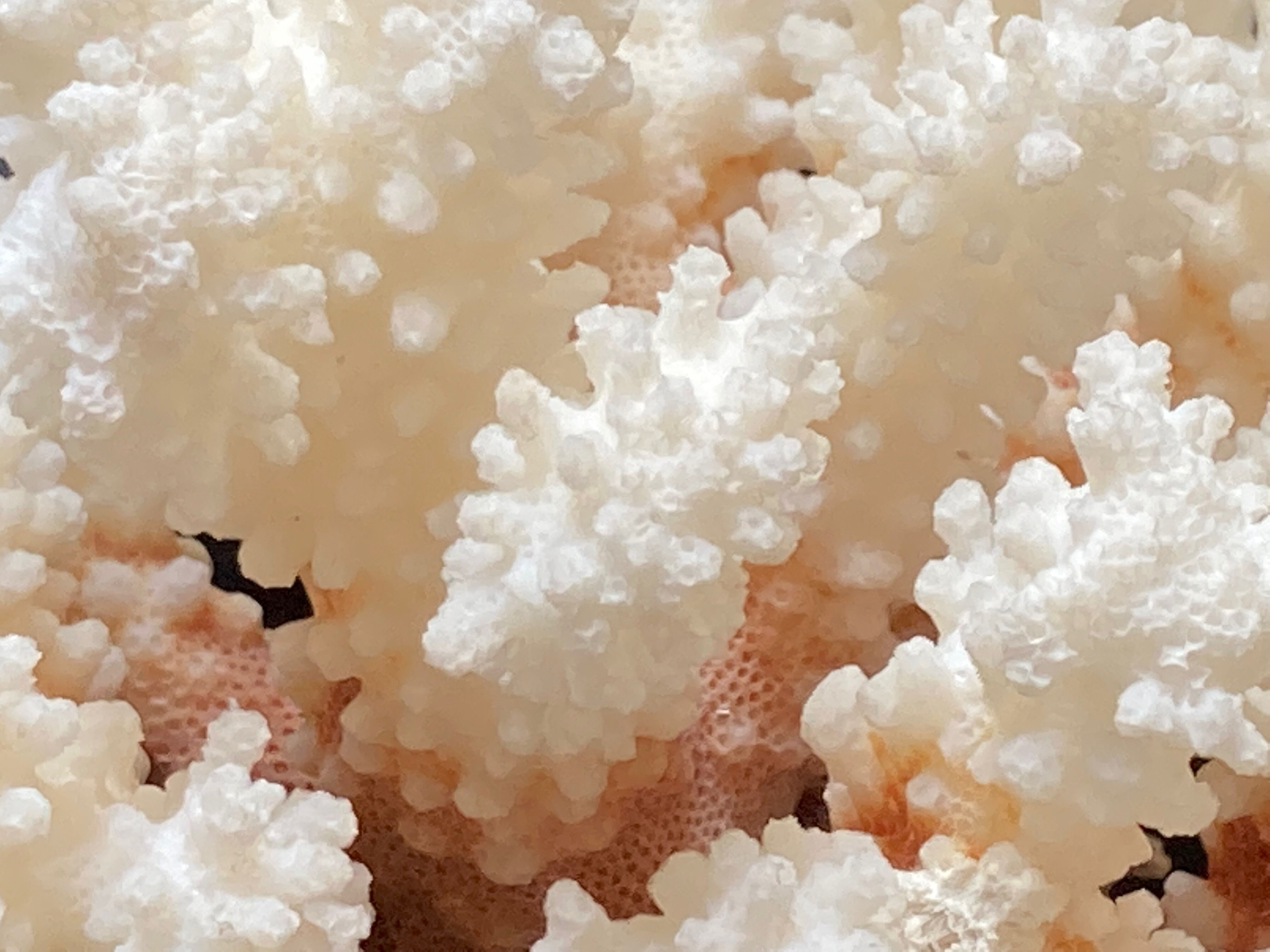 Natural white coral foot