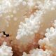 Pied de corail blanc naturel