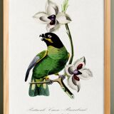 Poster of the Barraband's Caïque (exotic bird), based on an engraving