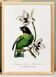 Poster of the Barraband's Caïque (exotic bird), based on an engraving