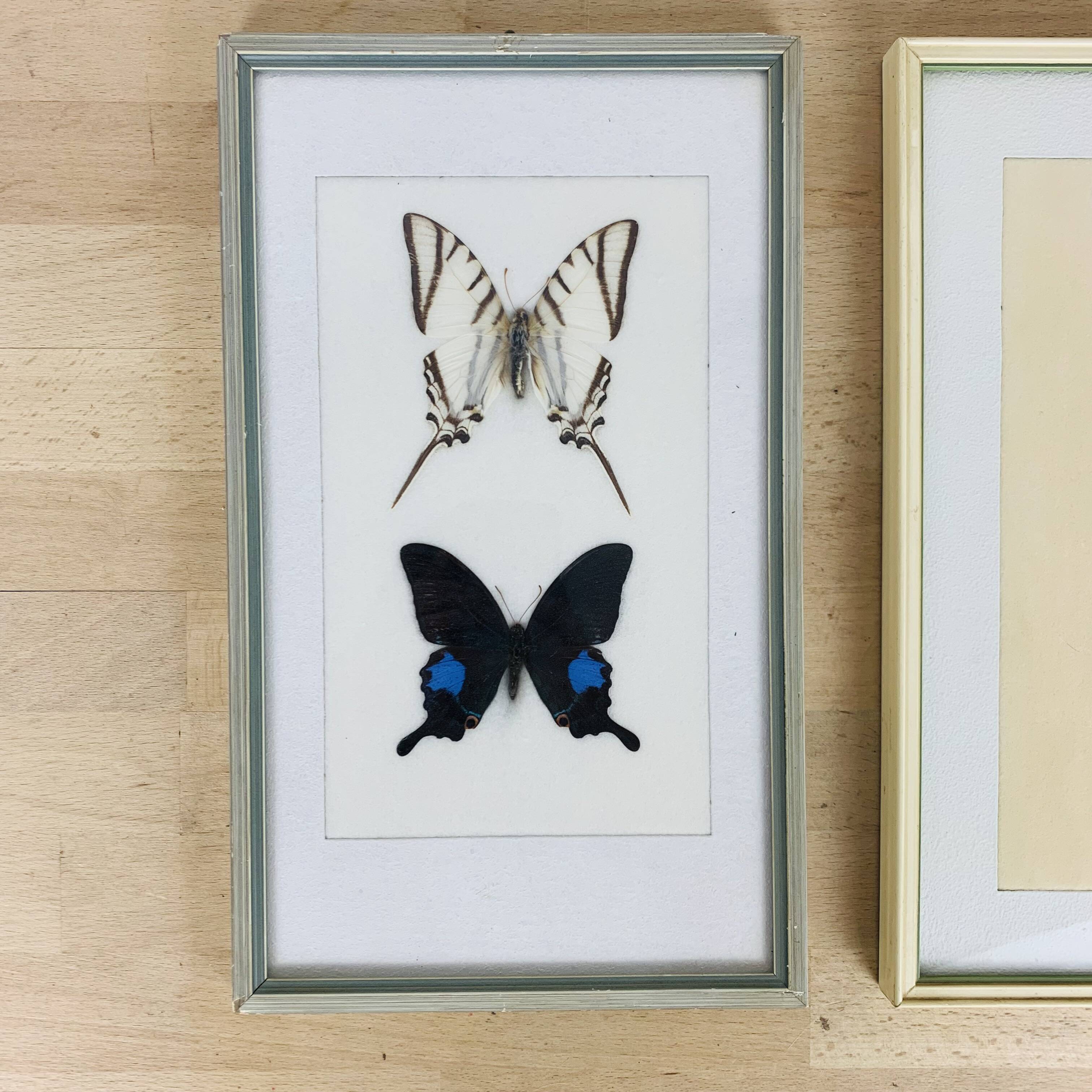 2 vintage naturalized butterfly frames