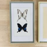 2 vintage naturalized butterfly frames