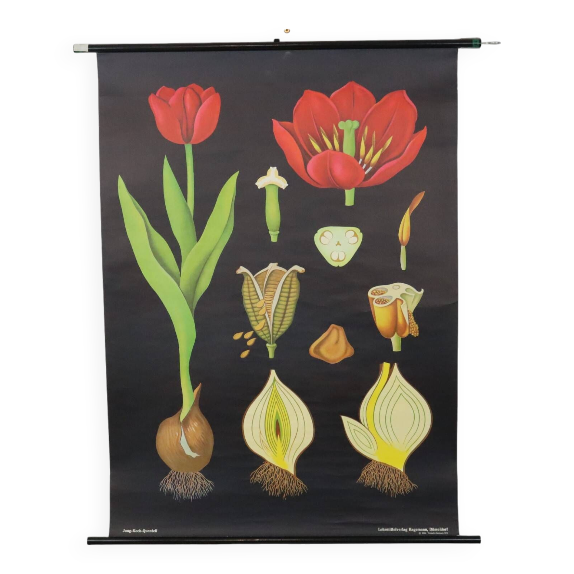 Large Vintage School Card Tulip Flowers Jung Koch Quentell 117cm