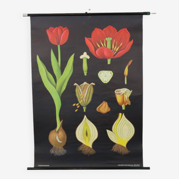 Grande carte scolaire vintage Fleurs de tulipes Jung Koch Quentell 117cm